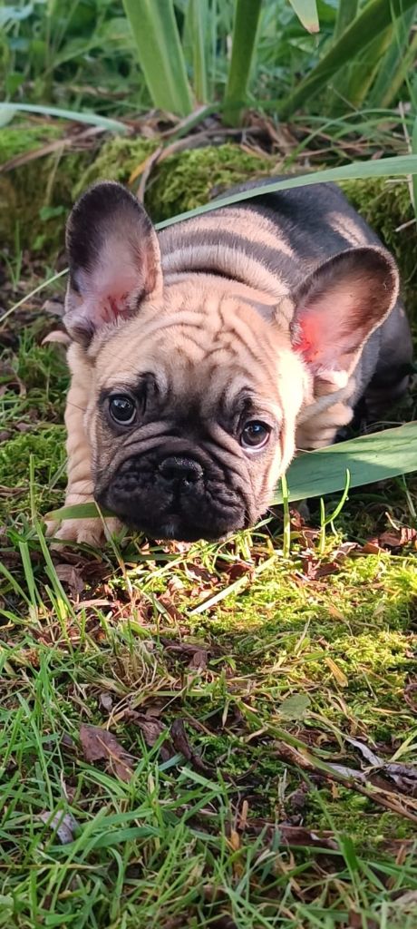 Nathalie Plessis - Chiot disponible  - Bouledogue français