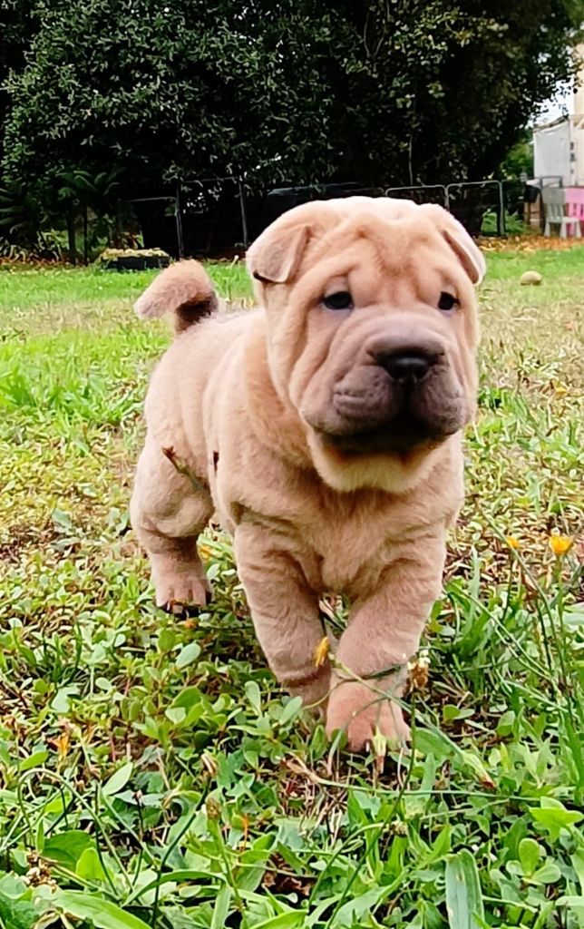 Nathalie Plessis - Chiot disponible  - Shar Pei