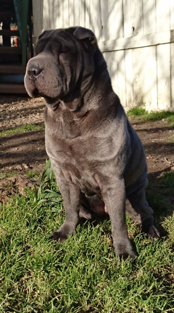 Miss blue du Royaume d'Aragone