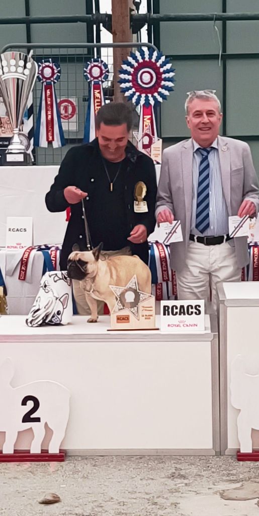 NE Bouledogue francais