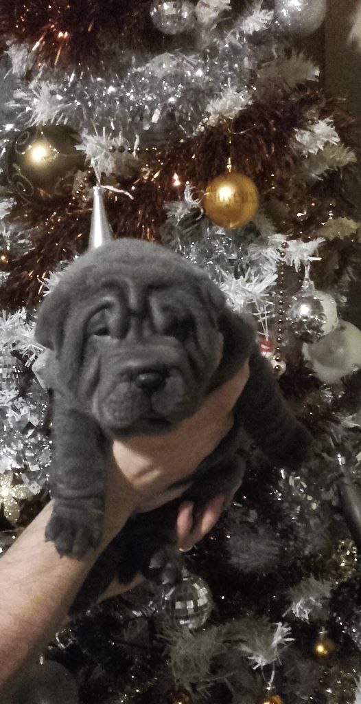 chiot