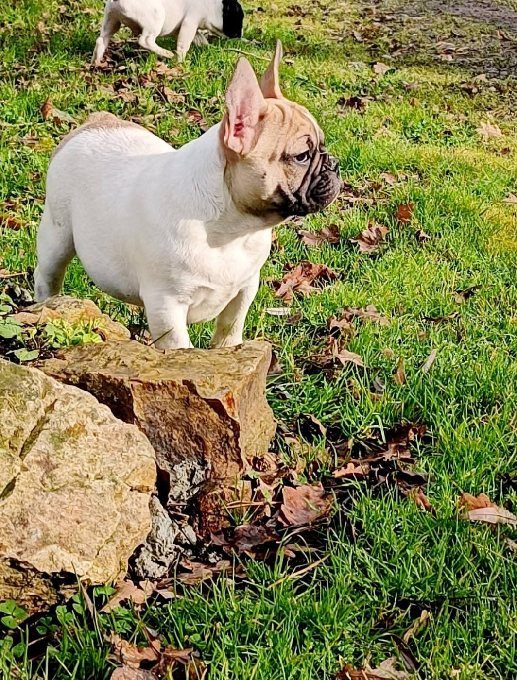 Nathalie Plessis - Chiots disponibles - Bouledogue français