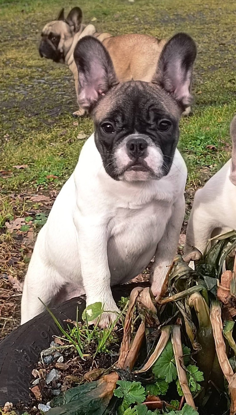 Nathalie Plessis - Chiots disponibles - Bouledogue français