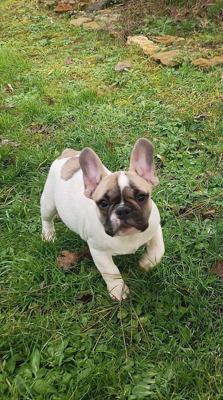 Nathalie Plessis - Chiots disponibles - Bouledogue français