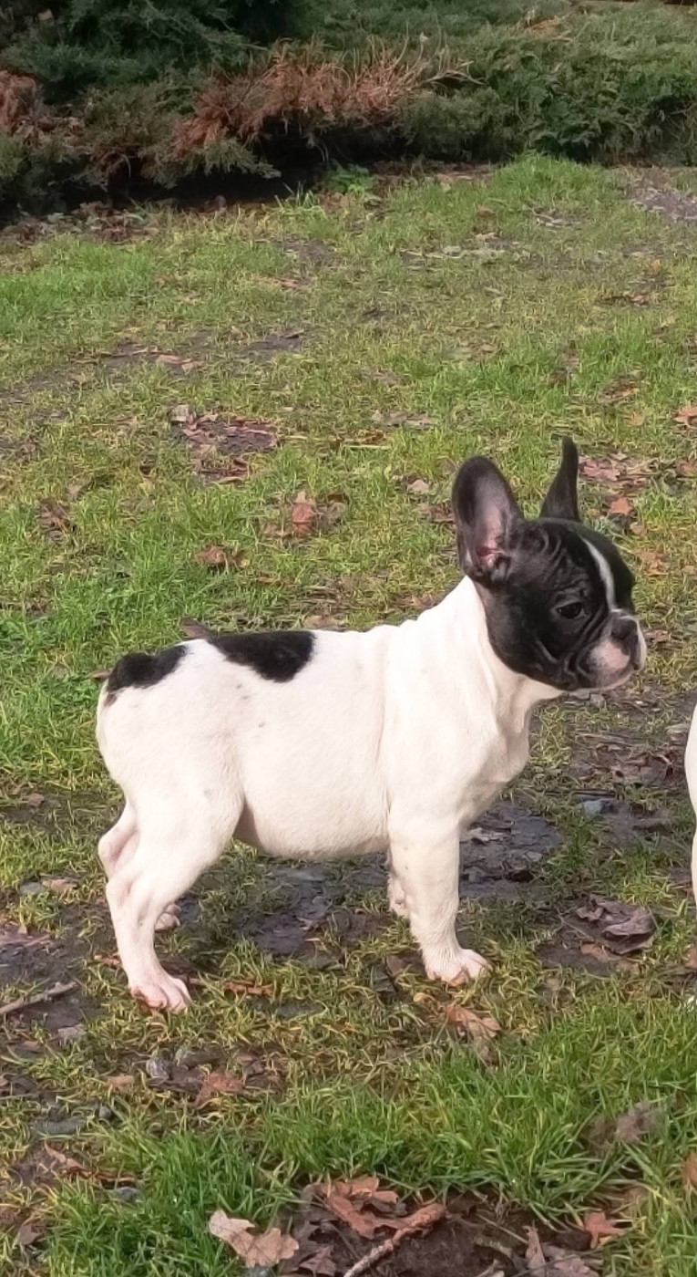 Nathalie Plessis - Chiots disponibles - Bouledogue français