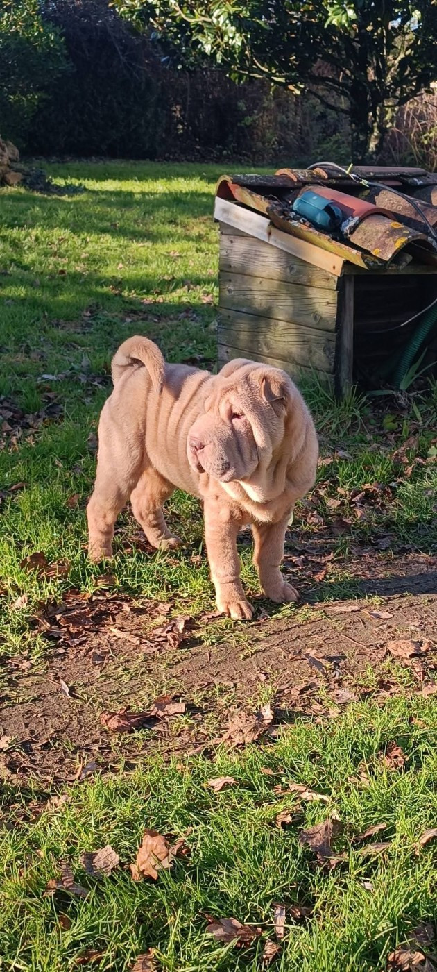 Chiot Shar Pei Nathalie Plessis